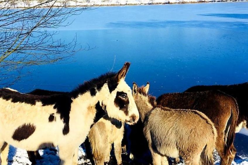 Landhaus Erika - foto 22
