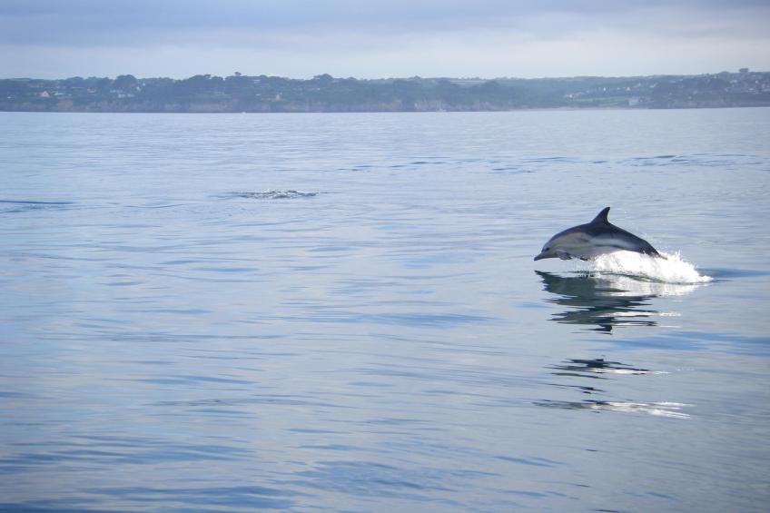 Ferienwohnung in Plougonvelin - foto 33