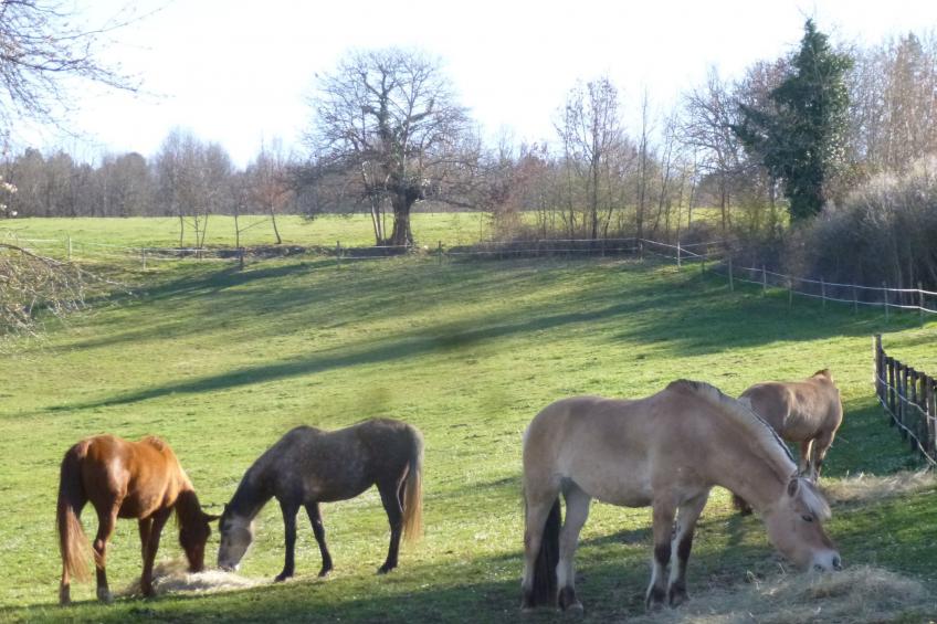 Haus mit Charme Komfort Ruhe Privatpool - foto 9