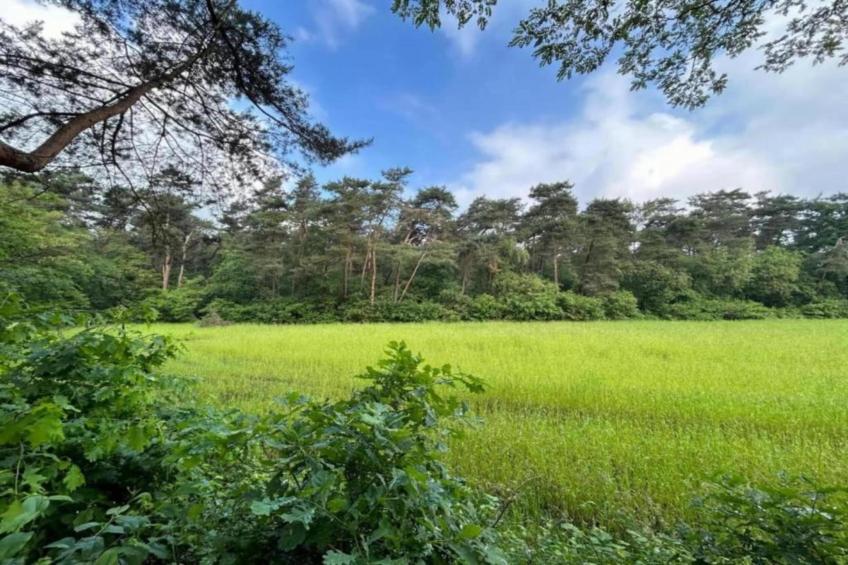 De Weelderik 1 - foto 26