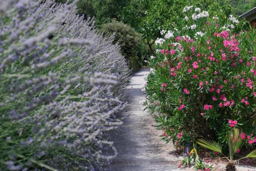 Mas du Pays des Cigales studio Les Papillons - foto 37