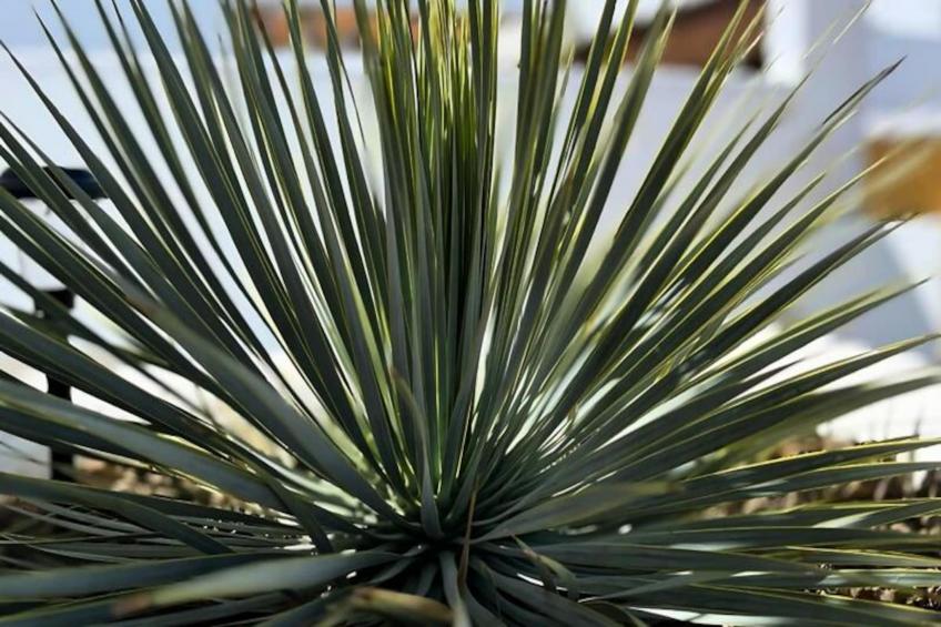 Villa Avec Piscine Privée  à San Fulgencio - foto 7