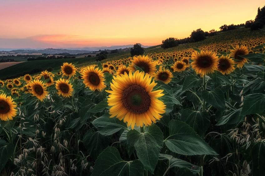 'Casa il Girasole' - foto 20