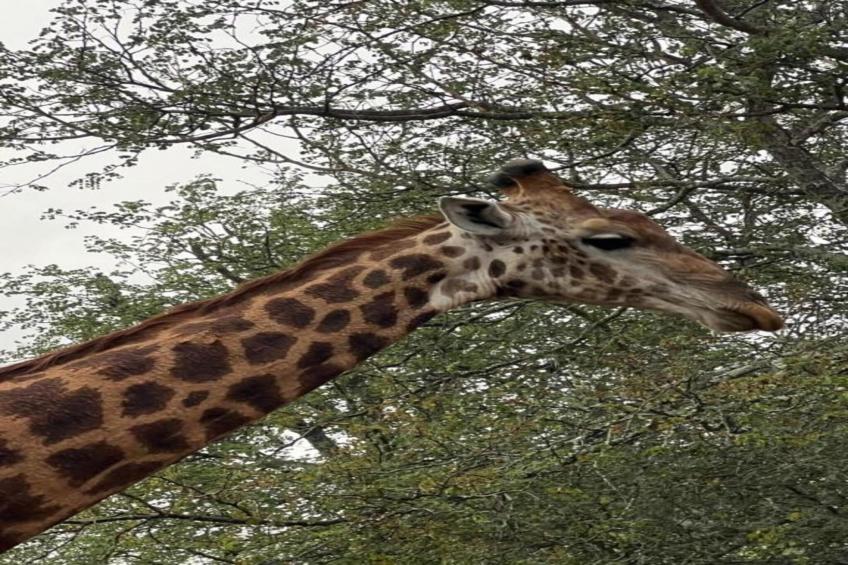 Villa Monkey House nr 1274 - foto 39