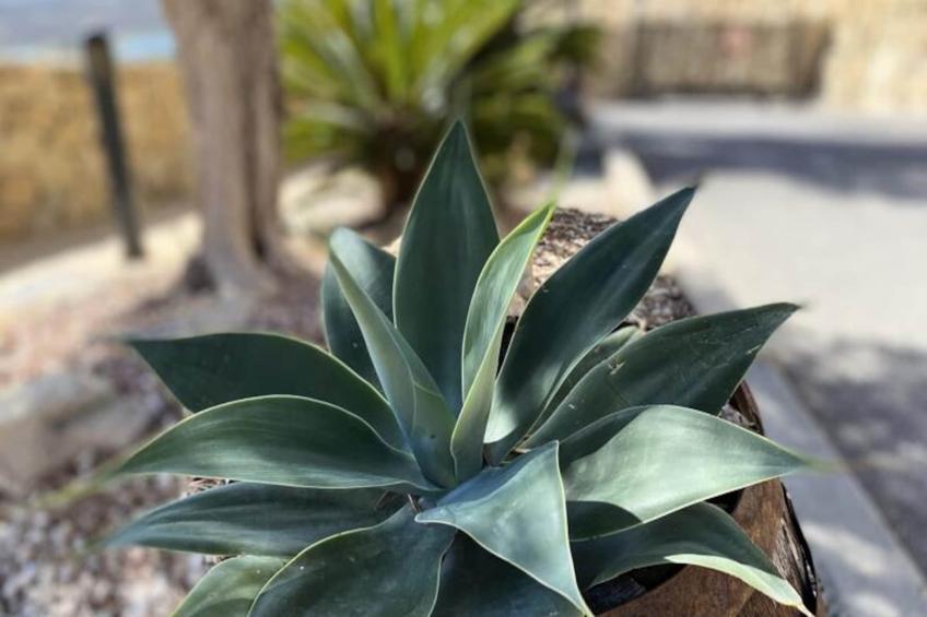 Appartement Vistamar : Piscine Et Magnifique Terrasse Panoramique - foto 34