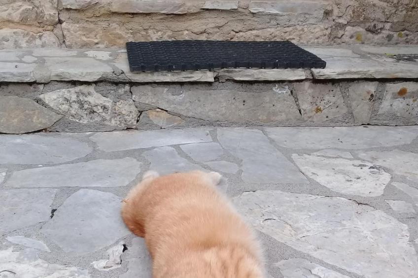 Fachwerkhaus "gitealienor perigord" - foto 23