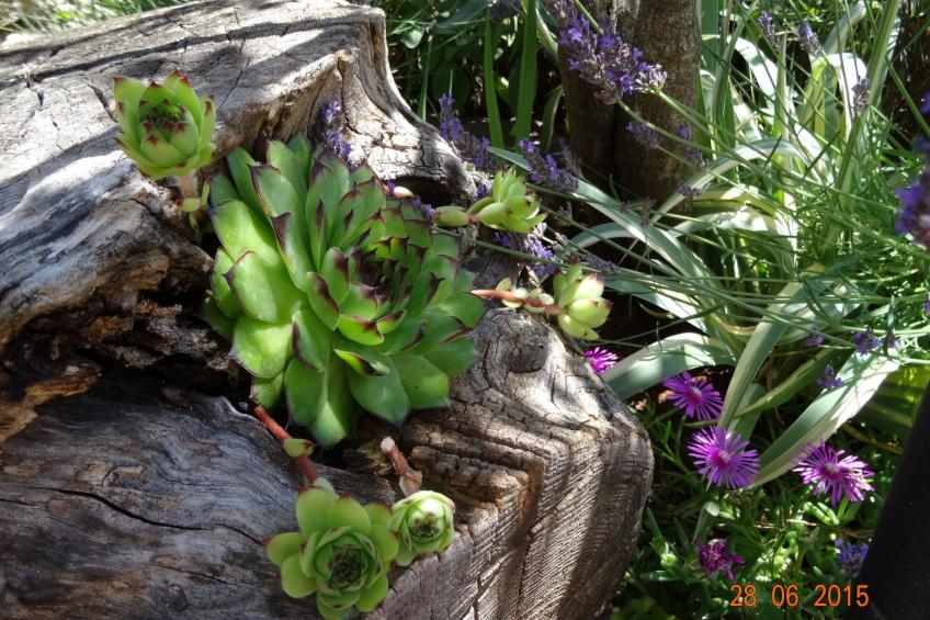 mit Privatpool für 6 Personen ca. 107 m² in Cehici, Istrien (Porec und Umg - foto 25