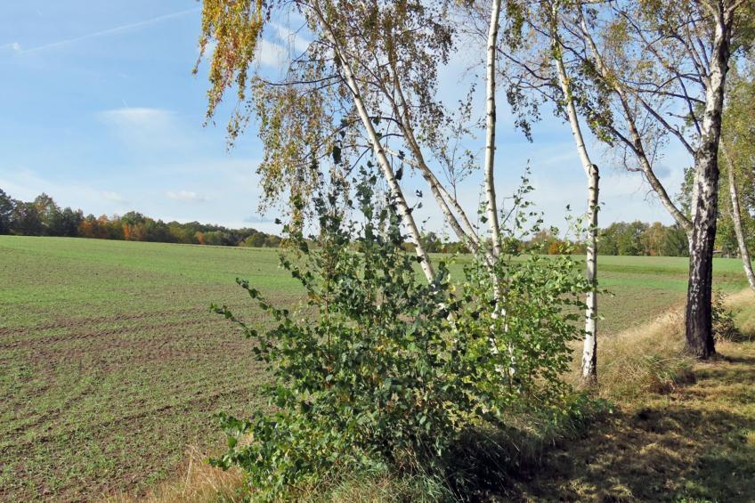Ferienwohnung Freital - Dresden - foto 17