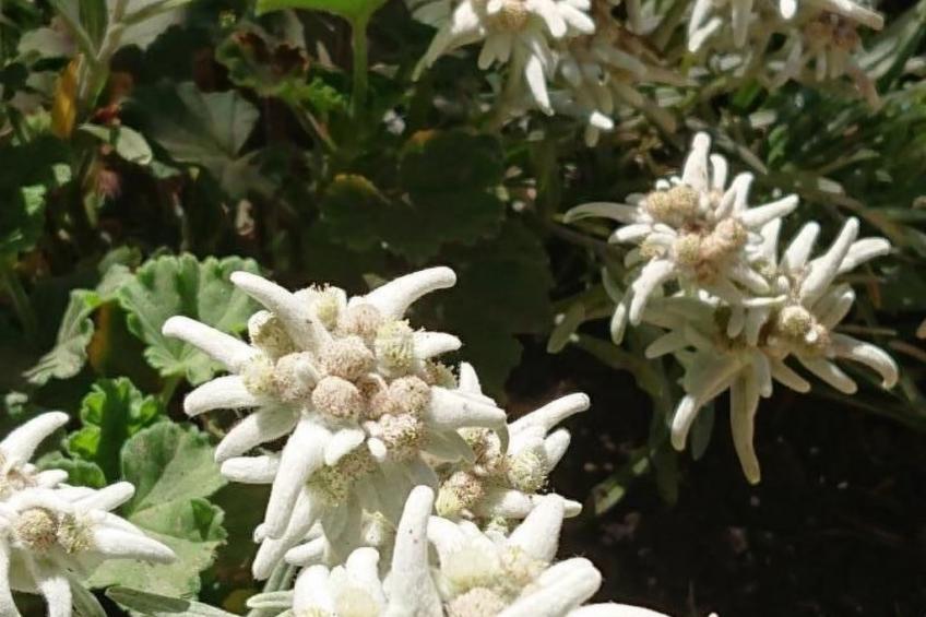 Alpen-Paradies - foto 8