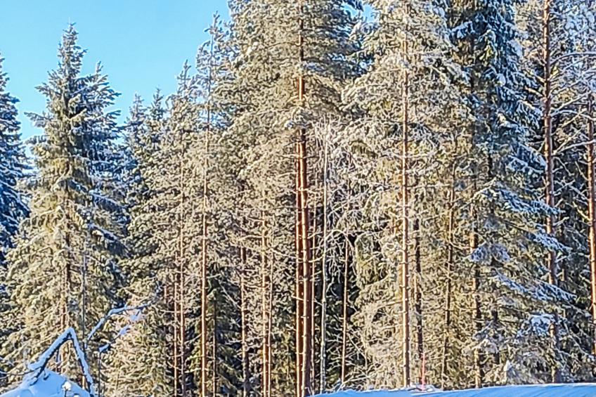 Annelinniemi - foto 10