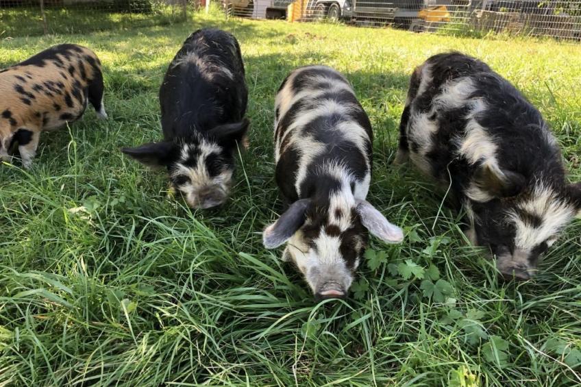 Tieroase Grünegg - foto 12