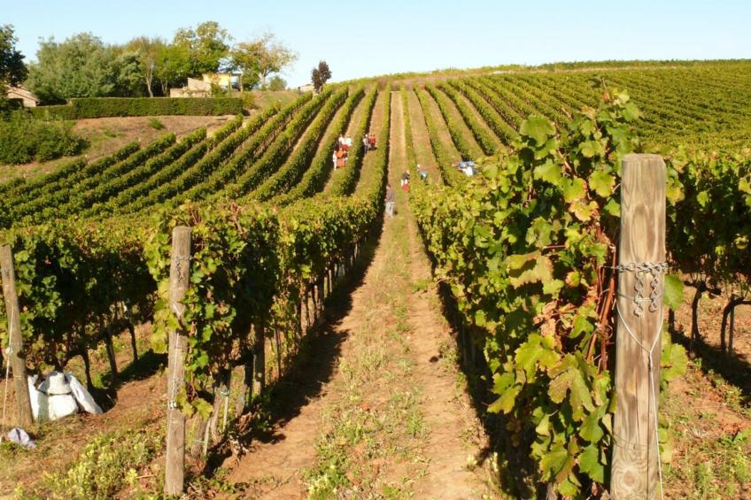 Villa Vinarte - foto 51