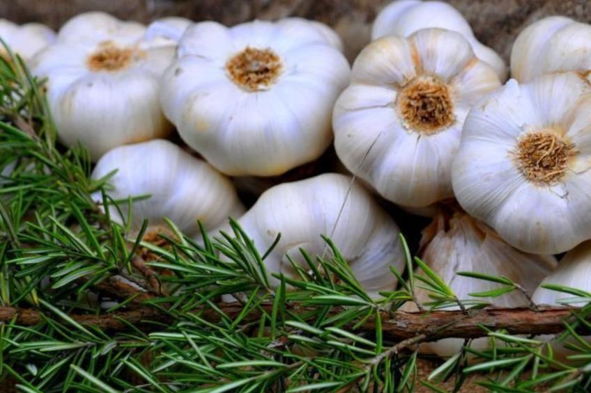 Apartment Rosa Canina (Wilde Rose) - foto 24