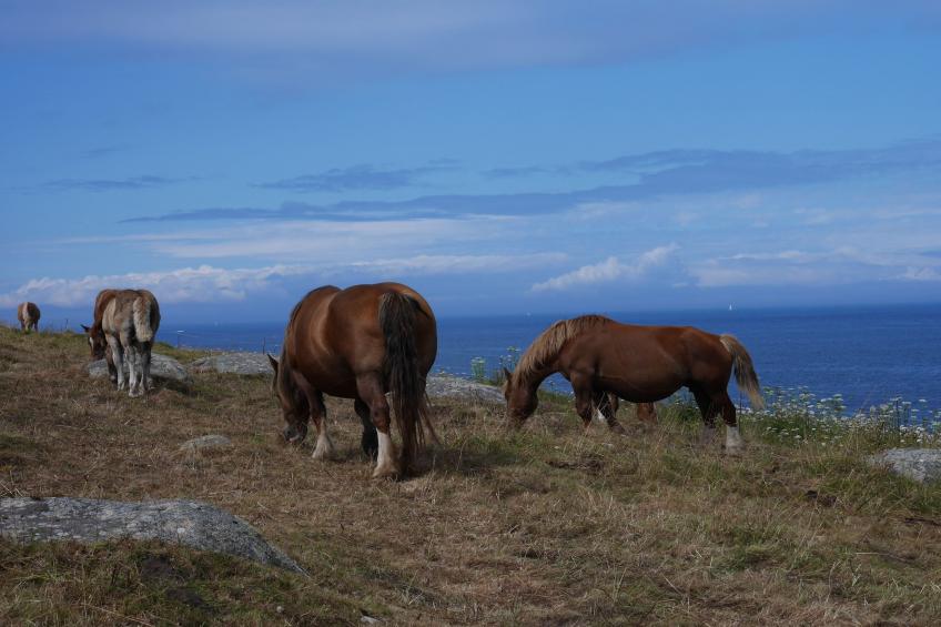 holiday home, Ploudalmézeau| - foto 30