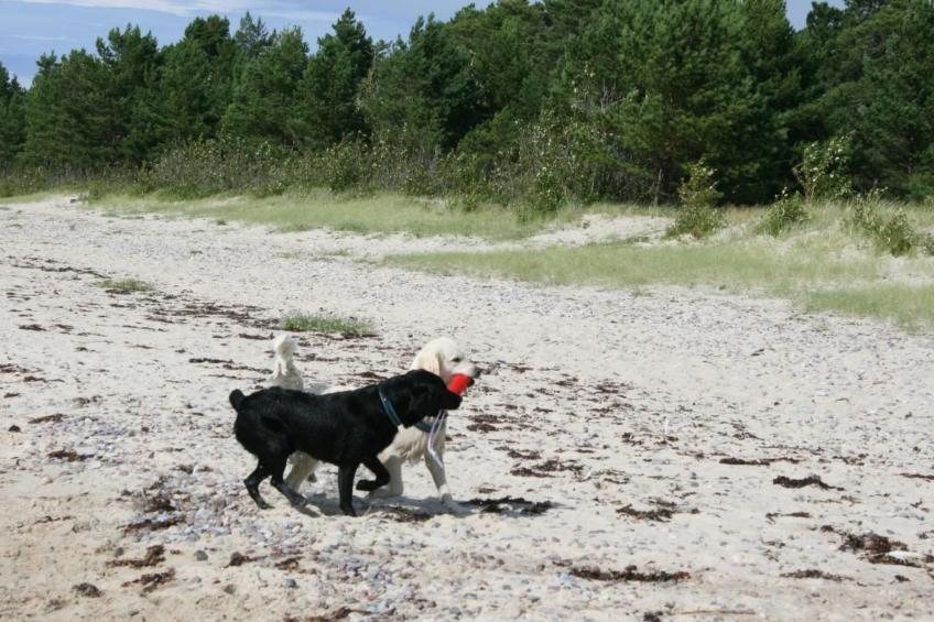 Niedliches Schwedenhaus. - foto 35