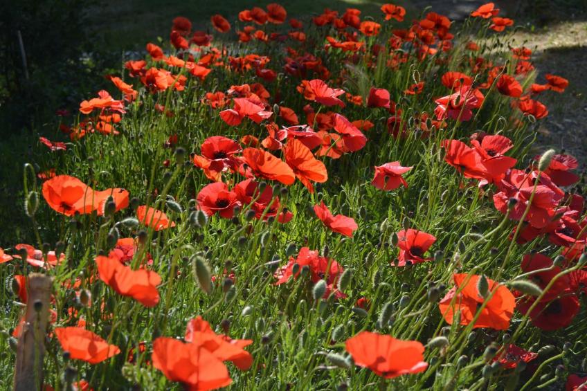 Mulinomanzi - foto 39