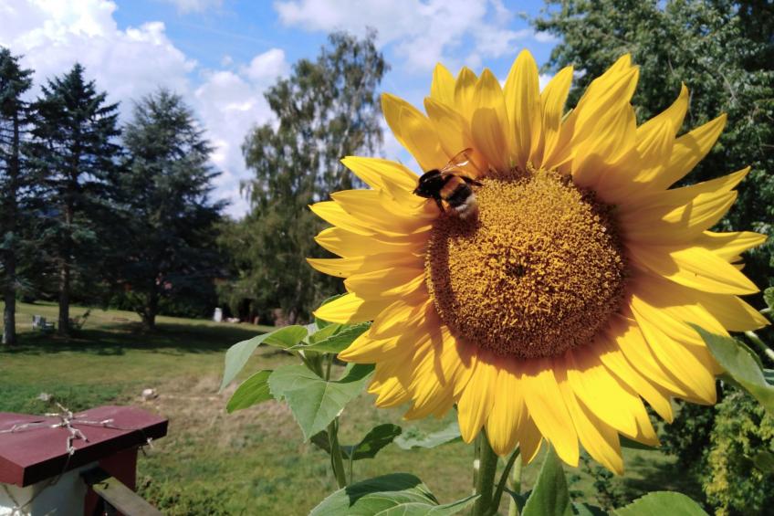 FeWo Sonnenblume - foto 6