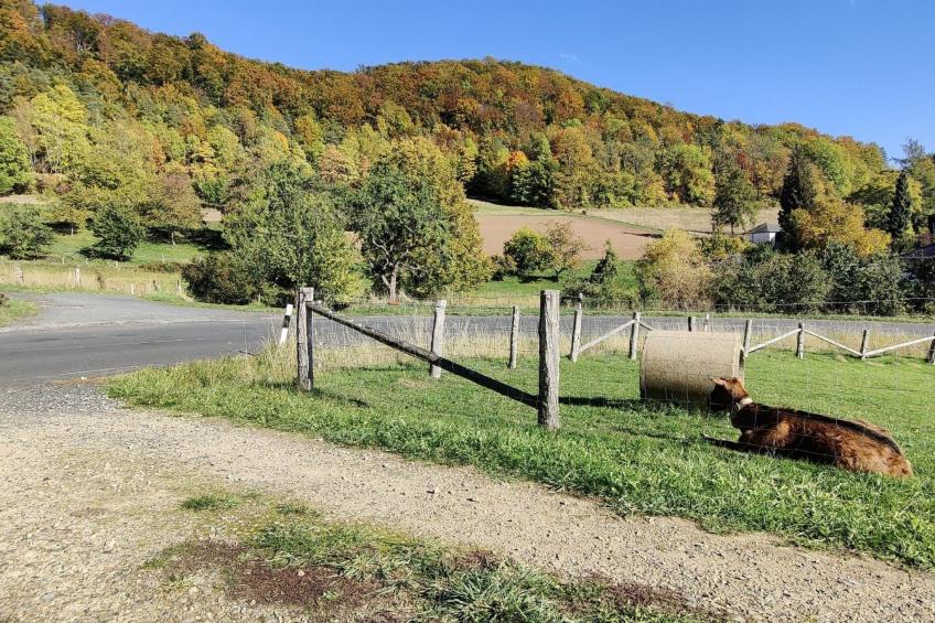 in Holzhausen mit Grill und Terrasse - foto 19
