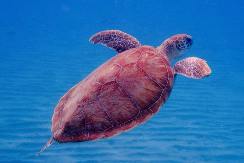 Wohnung in Cas Grandi mit Schönem gemeinsamem Pool - foto 32