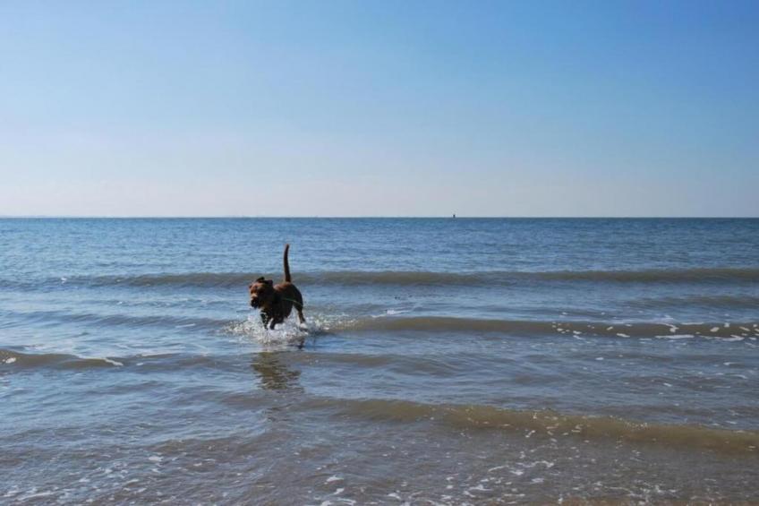 Vakantiepark Hof van Zeeland 1 - foto 39