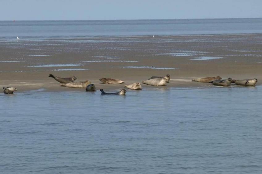 Beach 15-6 - foto 37