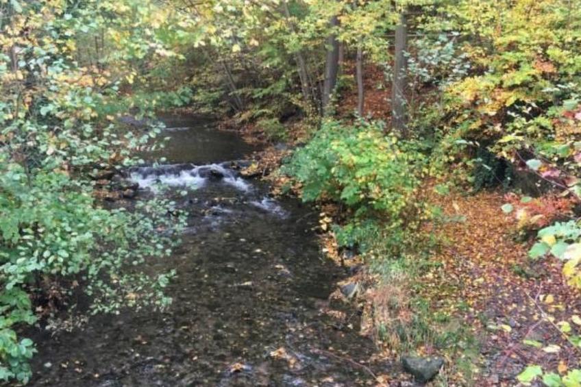 Feriendomizil Adler - foto 40