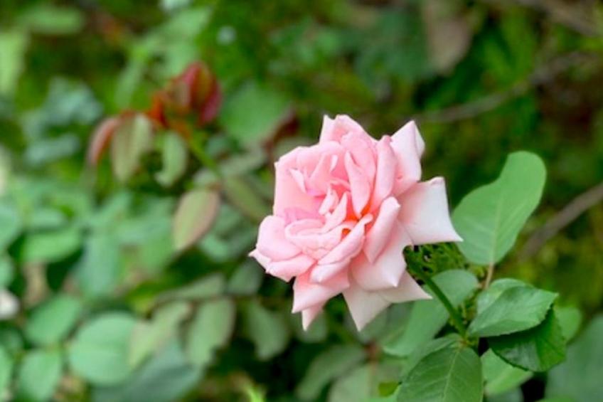 Wohnung in einer engen und ruhigen Anlage - foto 17