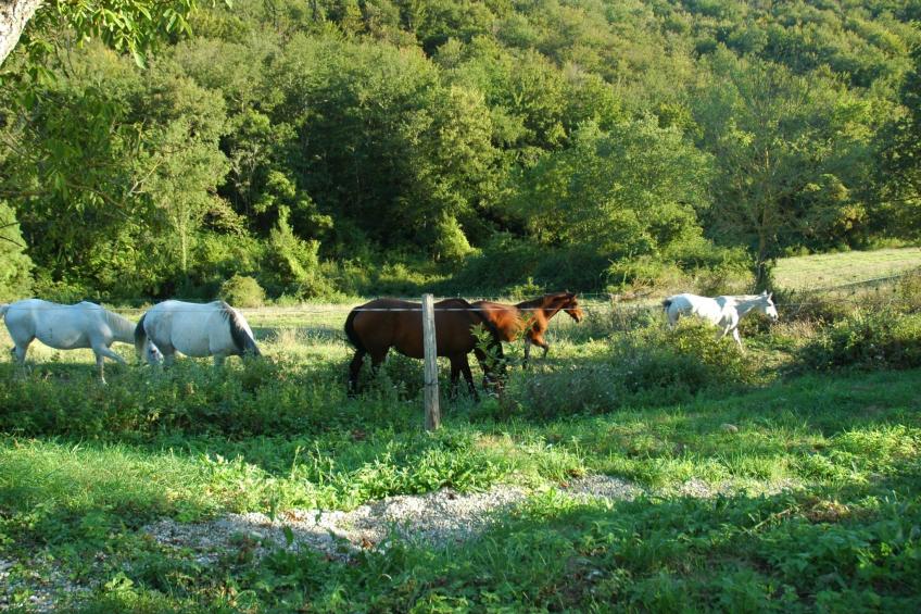 Luxuriöses Ferienhaus mit mehreren Terrassen - foto 27