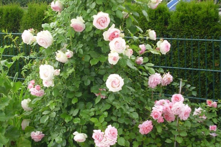 Wohnung in Oberwaldbach mit Garten und Grill - foto 29