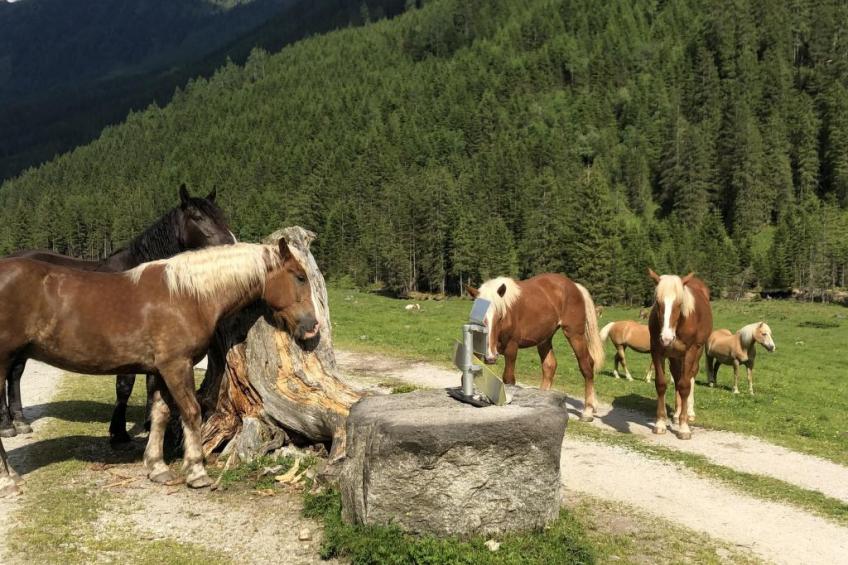 Bergchalet - foto 56