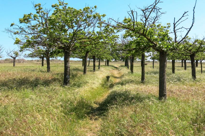 Domaine Les Mûriers (VED101) - foto 22