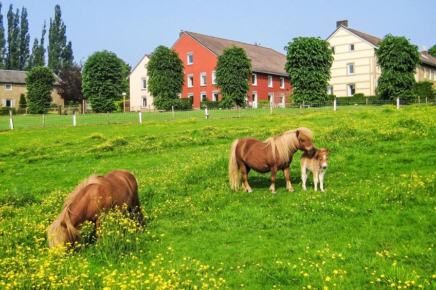 Bungalowpark Landsrade - foto 11