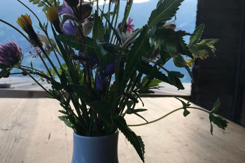 Hofuri, 1300m - foto 2