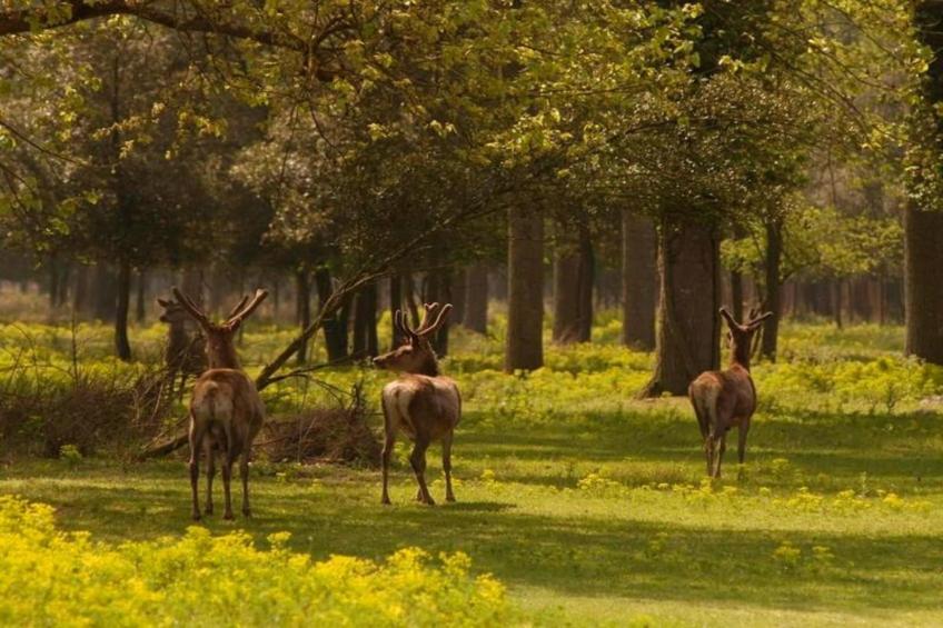 Oasi Bianca - foto 33