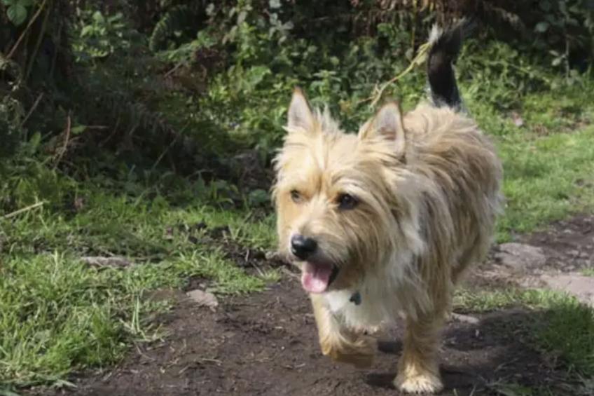 Idyllisches,haustierfreundliches Landhaus Lavender - foto 18