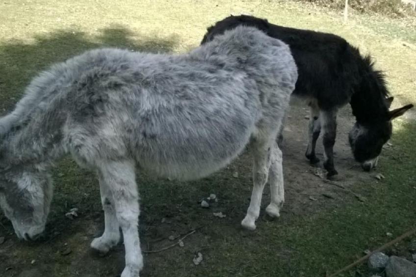 Haus Annemarie - foto 18