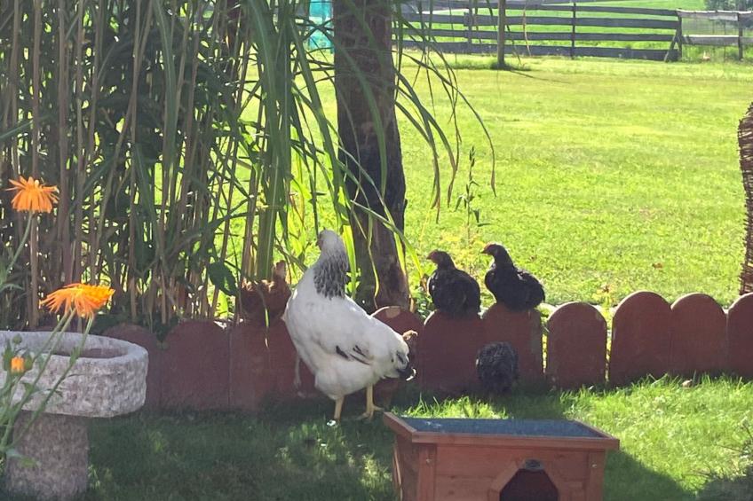 Zillendorf - foto 34