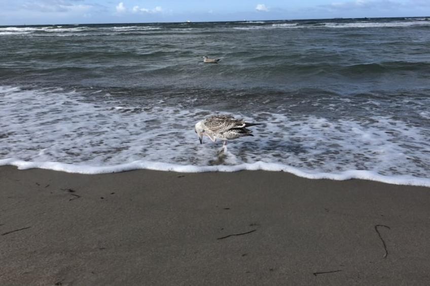 Im Ostseebad Boltenhagen - foto 19