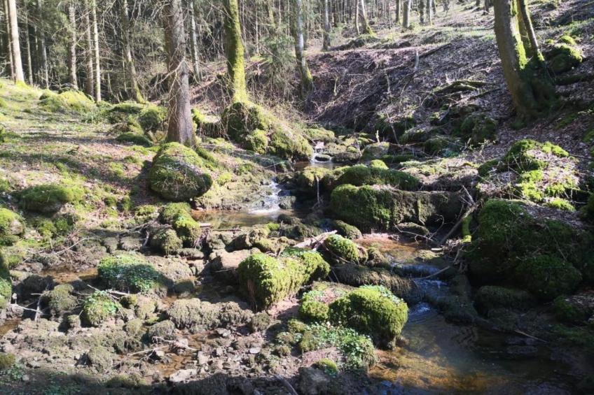 Feriendorf Reinskopf - foto 31