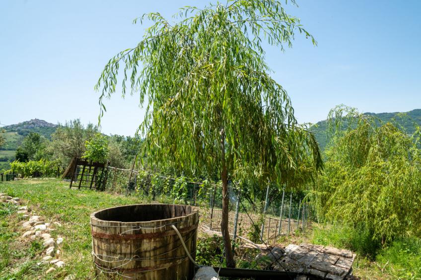 Nonna Gemma - foto 25