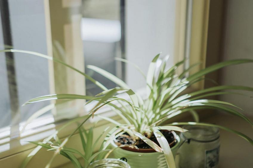 Enchanted Misty Valley Cottage Apartments - Classic One Bedroom Apartment (owner 2) - foto 11