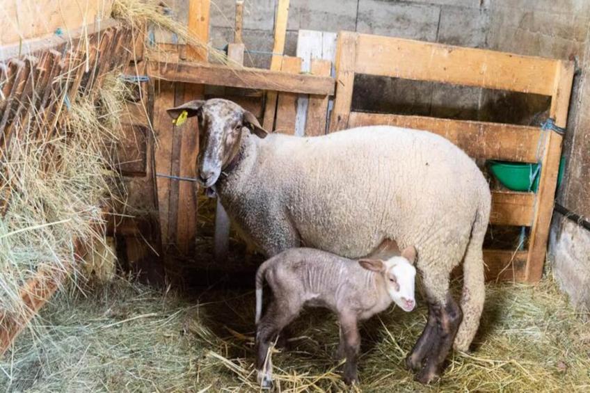 Gîte de France Gîte de la grangette 5/6 personnes 3 épis - foto 39