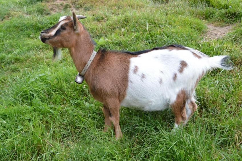 Bauernhof Gerber - foto 25