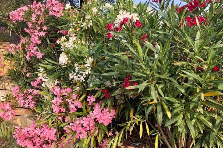 Côte d'Azur ganze Villa beheizter Pool Meerblick - foto 39