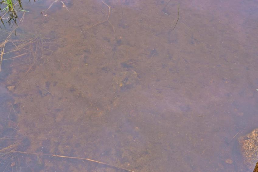 Mäntyrinne - foto 5