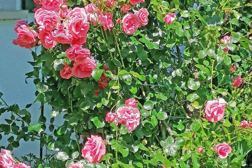 Ferien-Apartment - foto 15