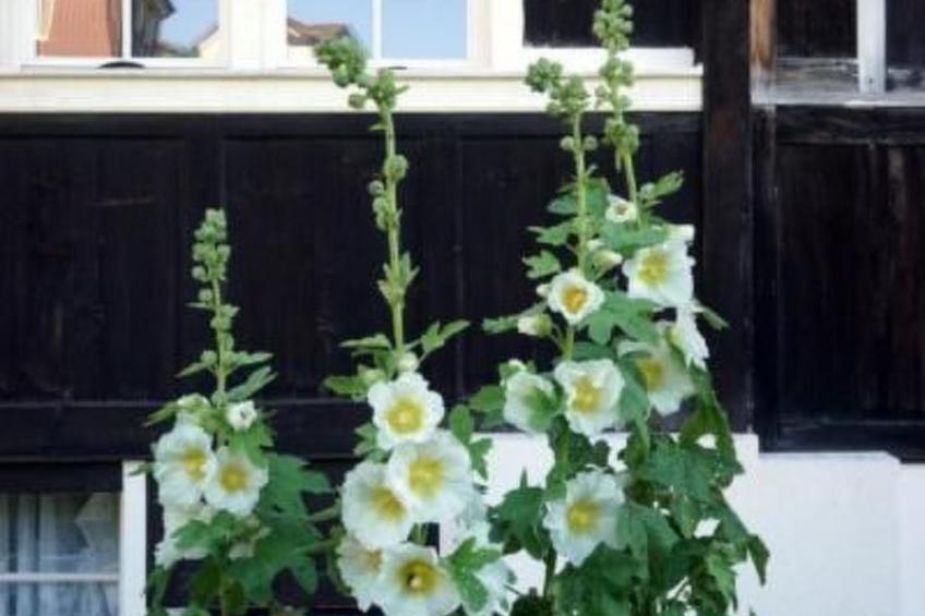 Ferien in der Vogelherd