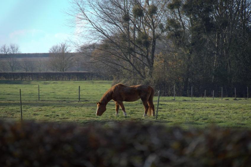 Hoefke Voort - foto 28