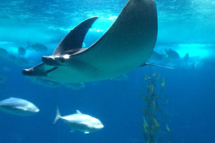 in Sesimbra mit Grill, Terrasse und Garten - foto 31