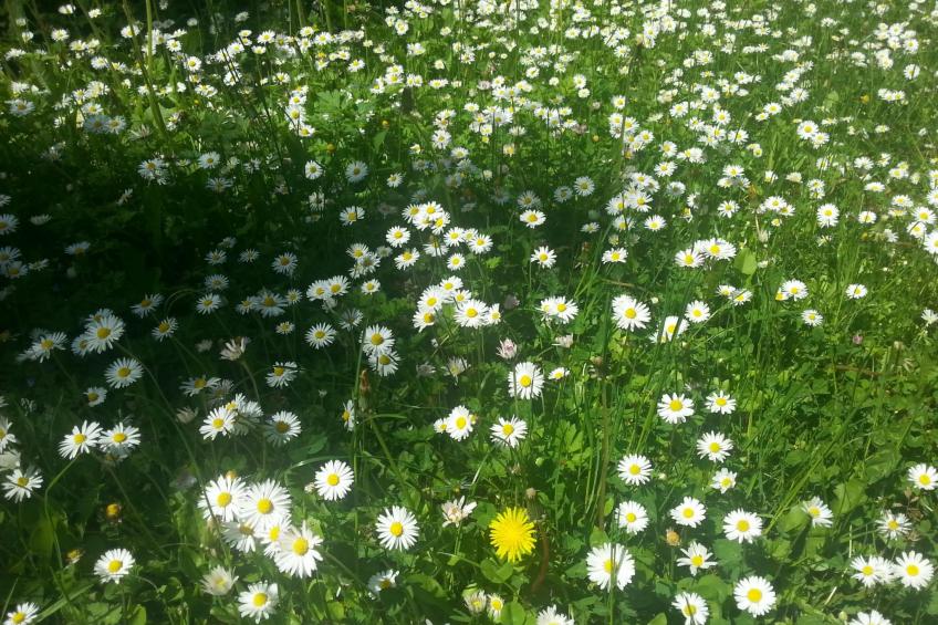 Finnisches Holzhaus - foto 33